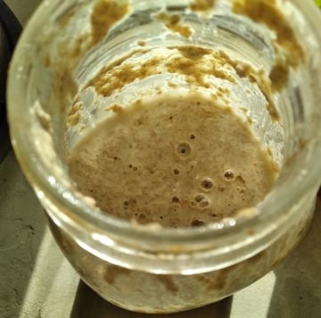 sourdough bread starter